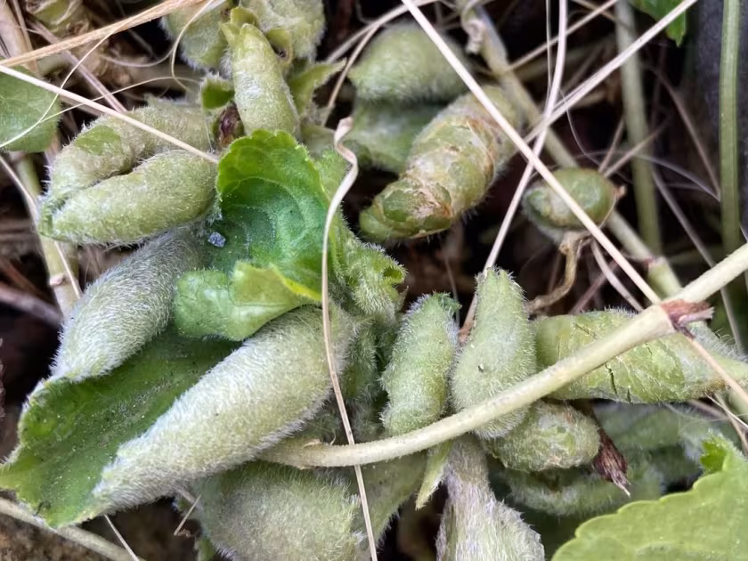 Violet gall midge