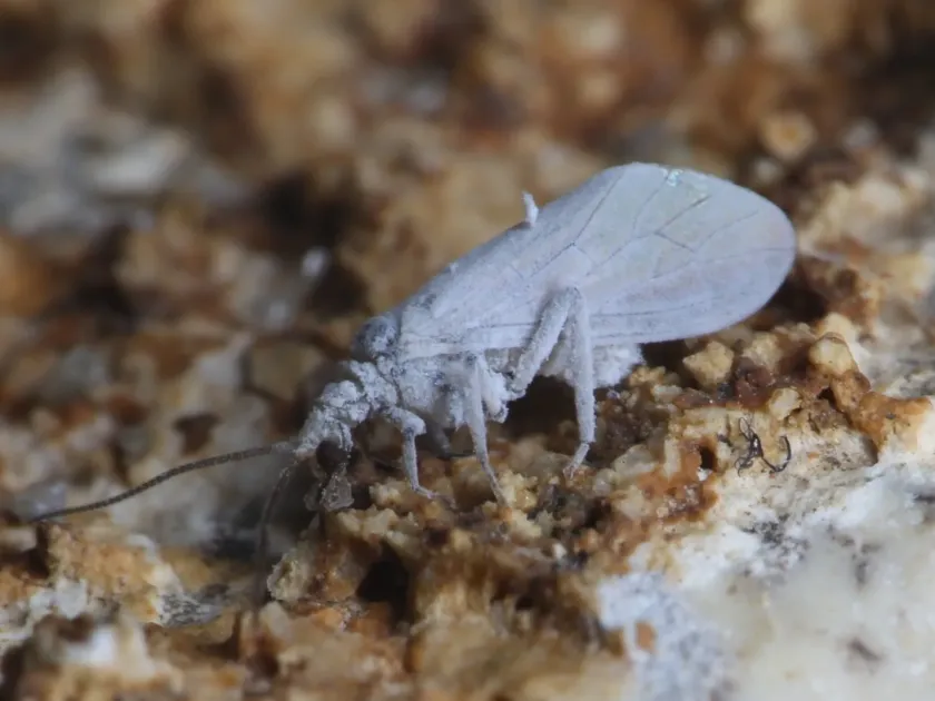 Conwentzia psociformis