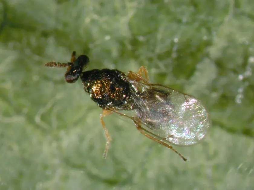 Colpoclypeus