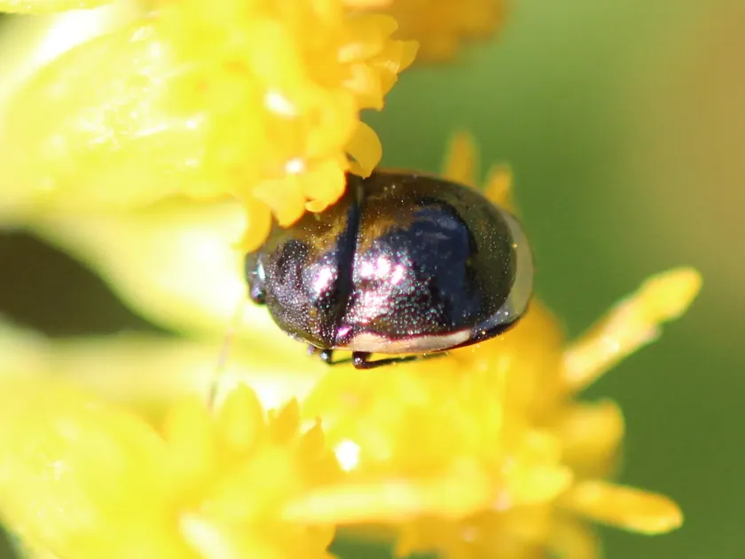 Ebony bug