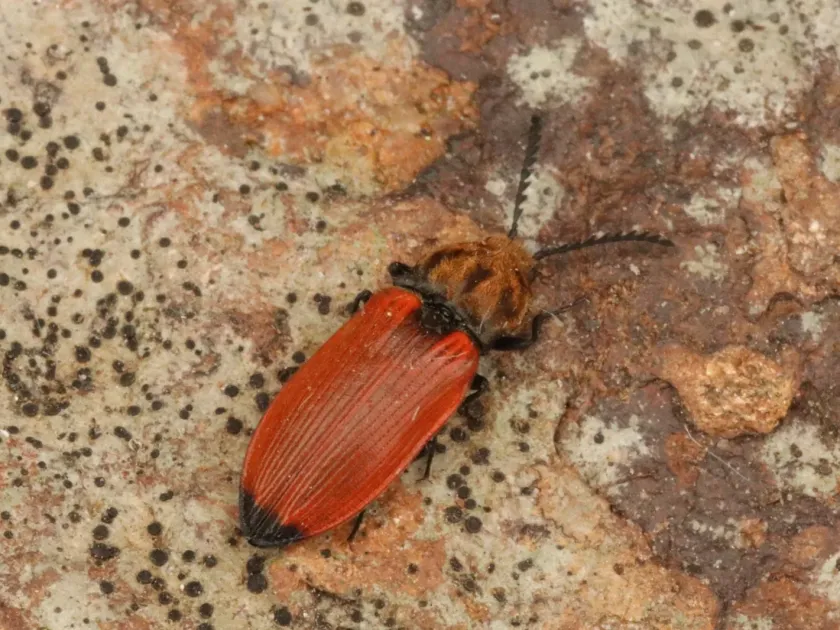 Chestnut click beetle