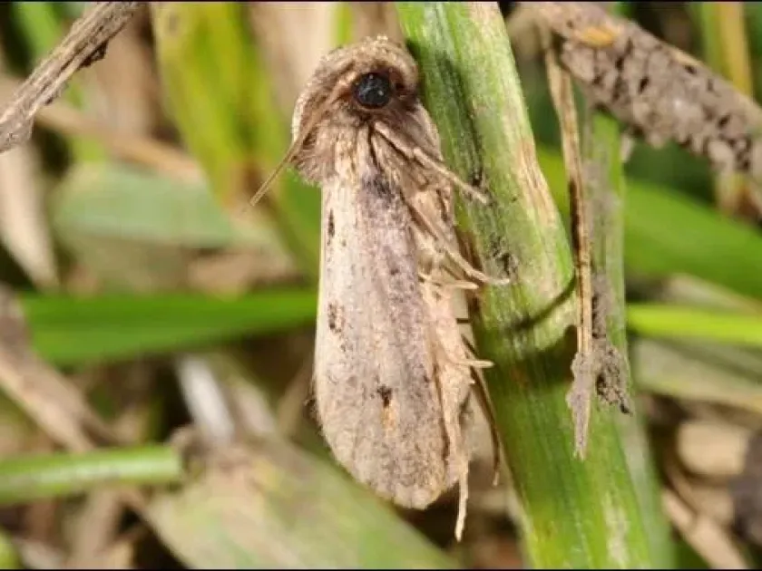 Corn root webworm
