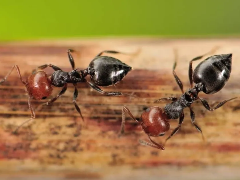 Acrobat ants