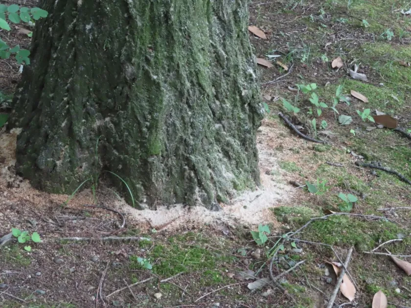 Oak platypus