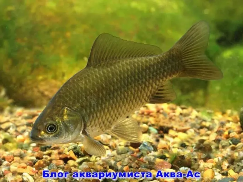 Карась золотой