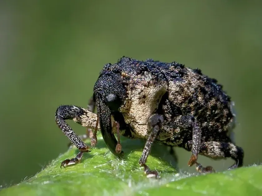 Прихованохоботник Cryptorhynchus poricollis