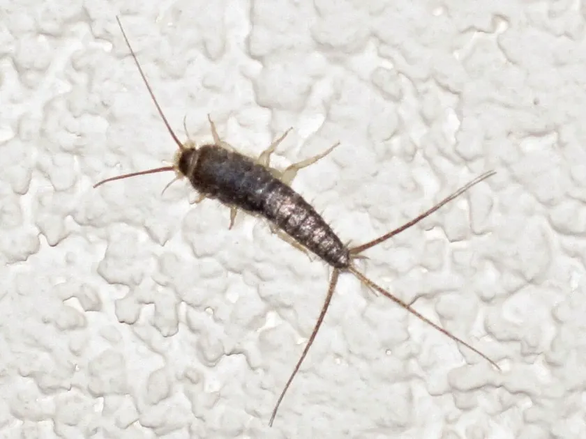 Grey silverfish
