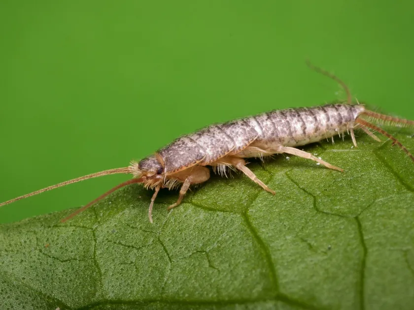 Silverfish