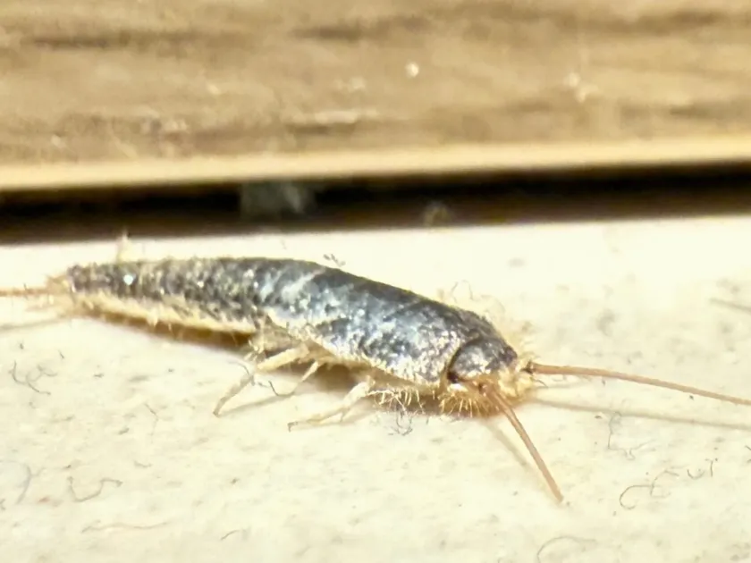 Urban silverfish