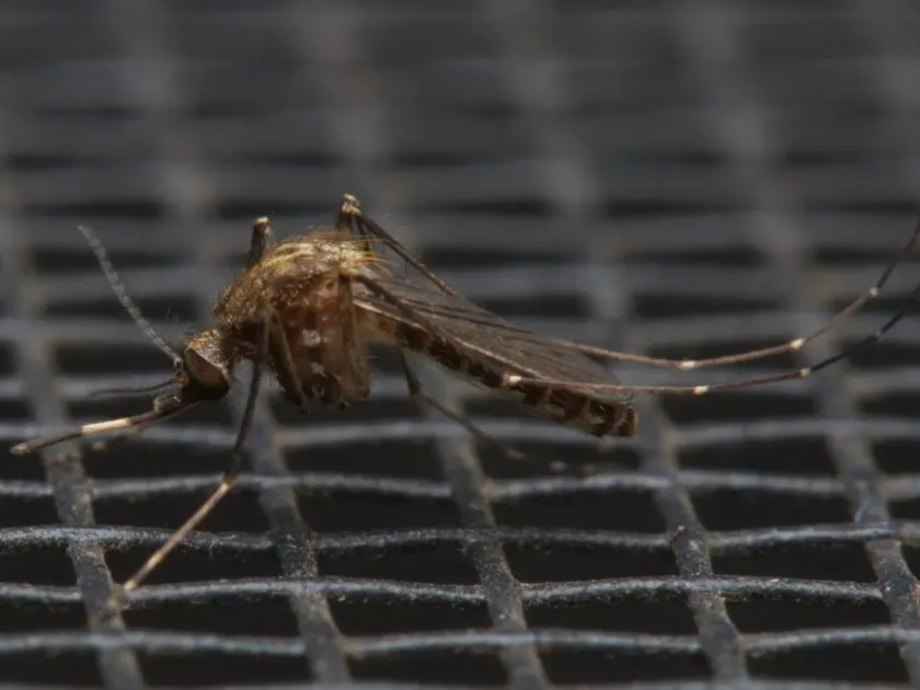 Комар Culex annulirostris