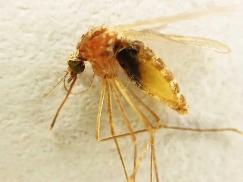 Southern house mosquito