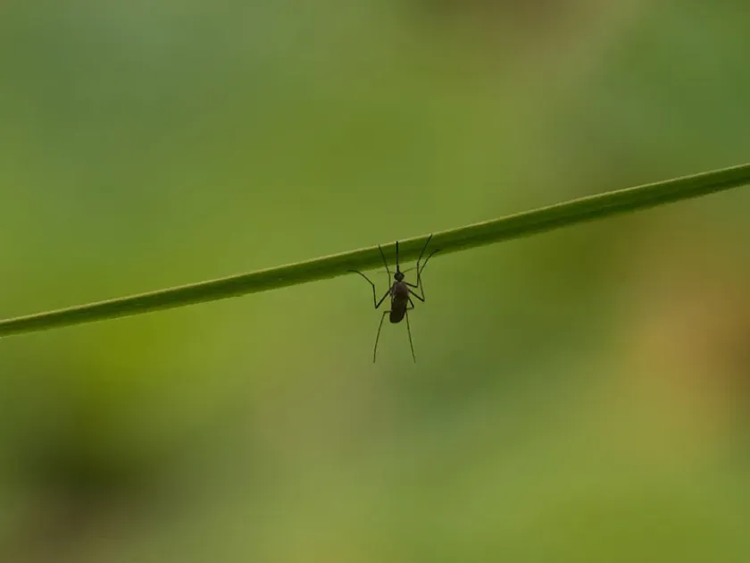 Black Salt Marsh Mosquito