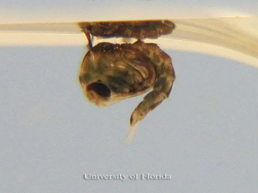 Culex pilosus
