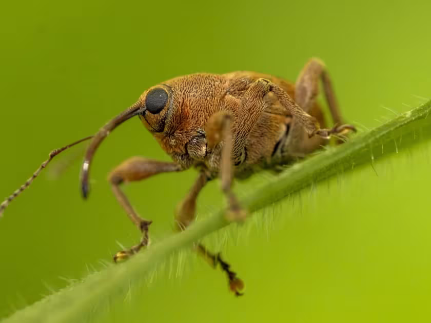 Acorn weevil