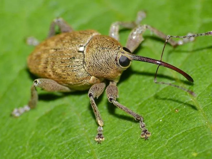 Acorn weevil
