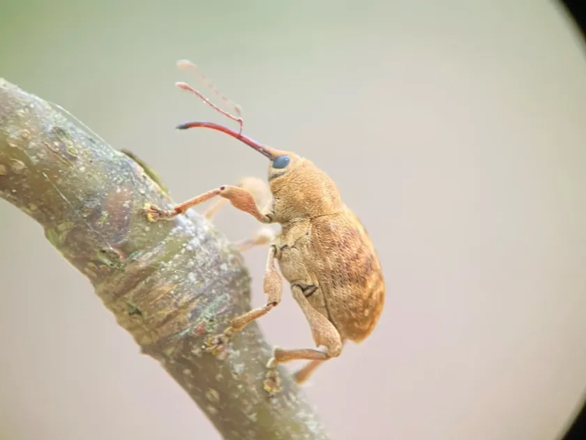 Acorn weevil