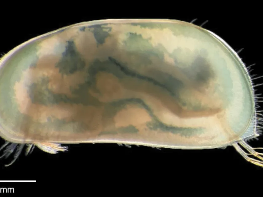 Cypridopsis