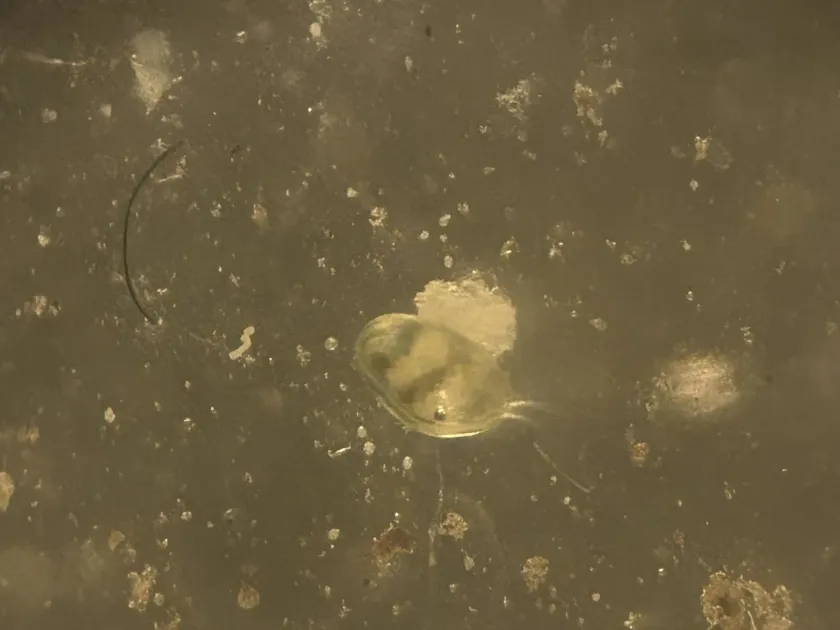 Cypridopsis vidua