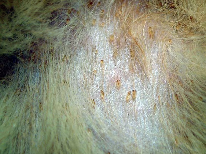 Biting louse