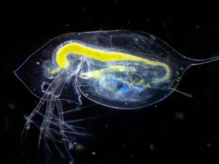 Daphnia galeata