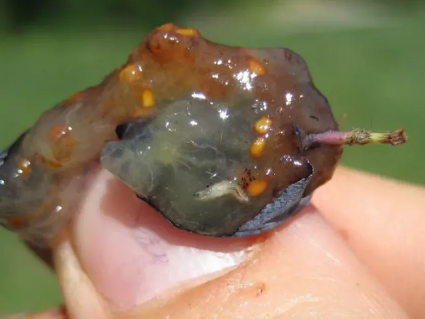 Черничная галлица