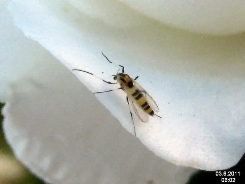 Rose midge