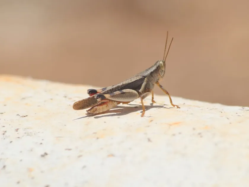 Diabolocatantops axillaris