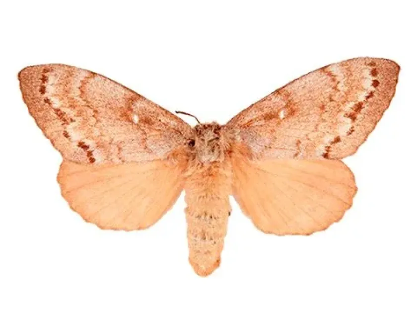 Siberian silk moth