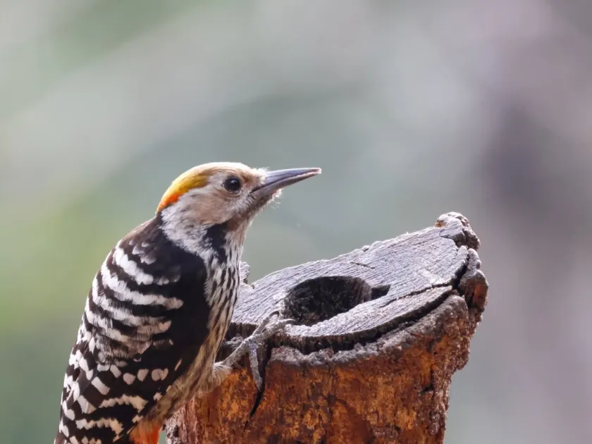 Brown-fronted woodpecker