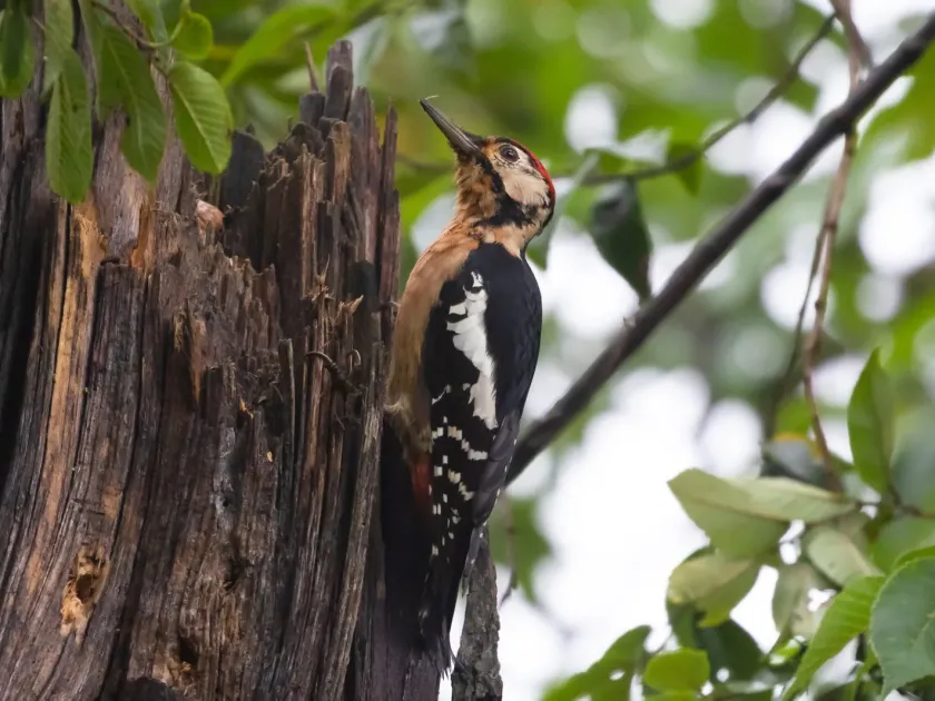 Himalayan woodpecker