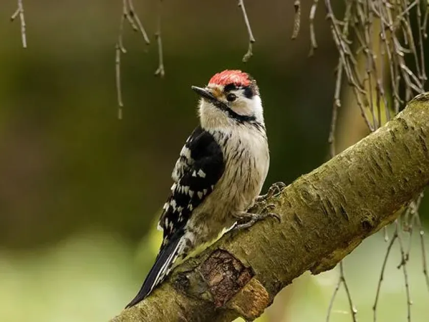 Lesser spotted woodpecker