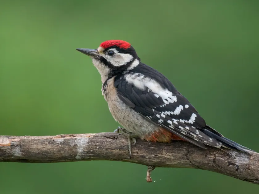 Great spotted woodpecker
