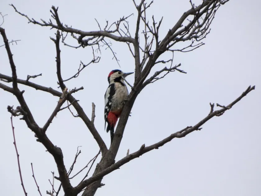 Syrian woodpecker