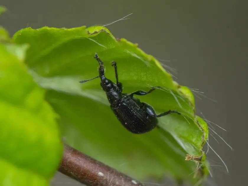 Leaf roller weevil