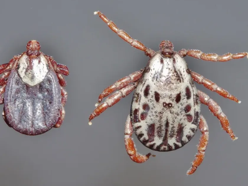 Rocky Mountain wood tick