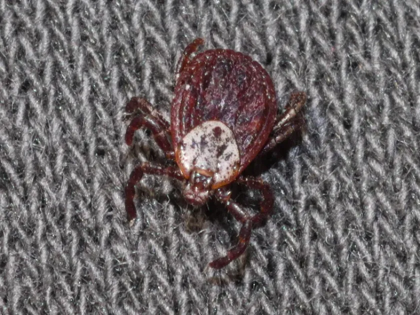 Meadow tick
