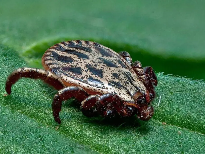 Dermacentor tick