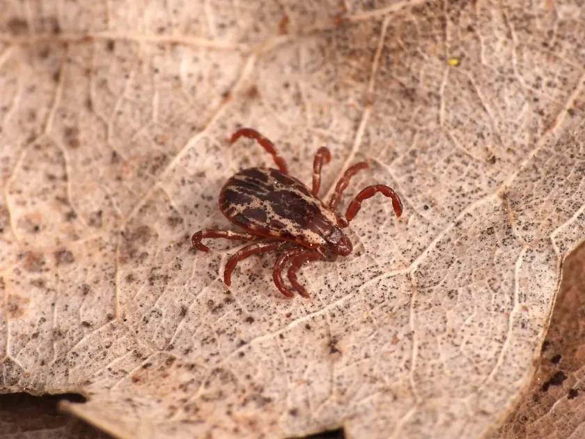 American dog tick