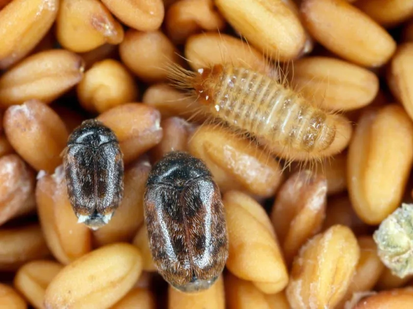 Larder beetle