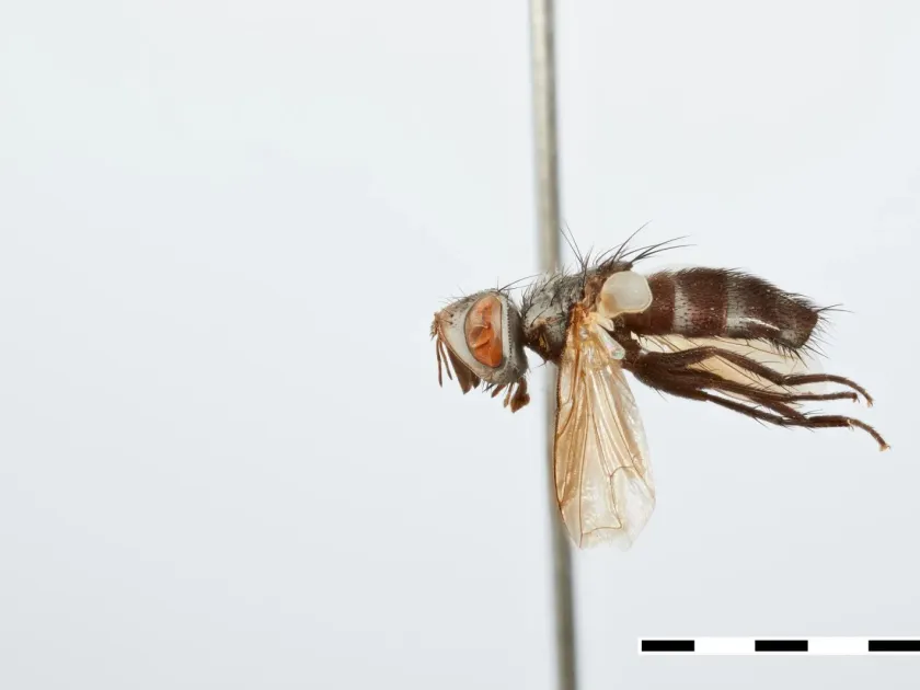 Diatraeophaga striatalis
