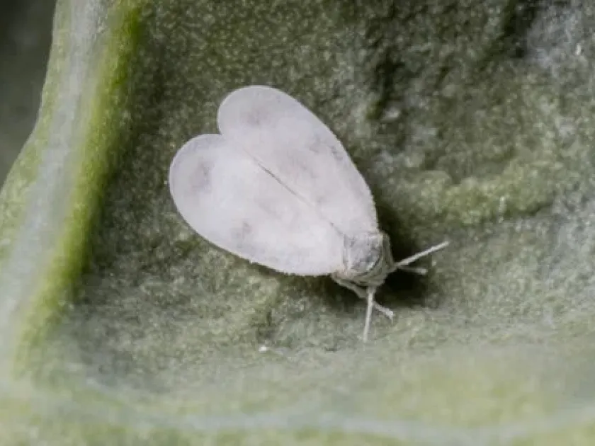 Citrus whitefly