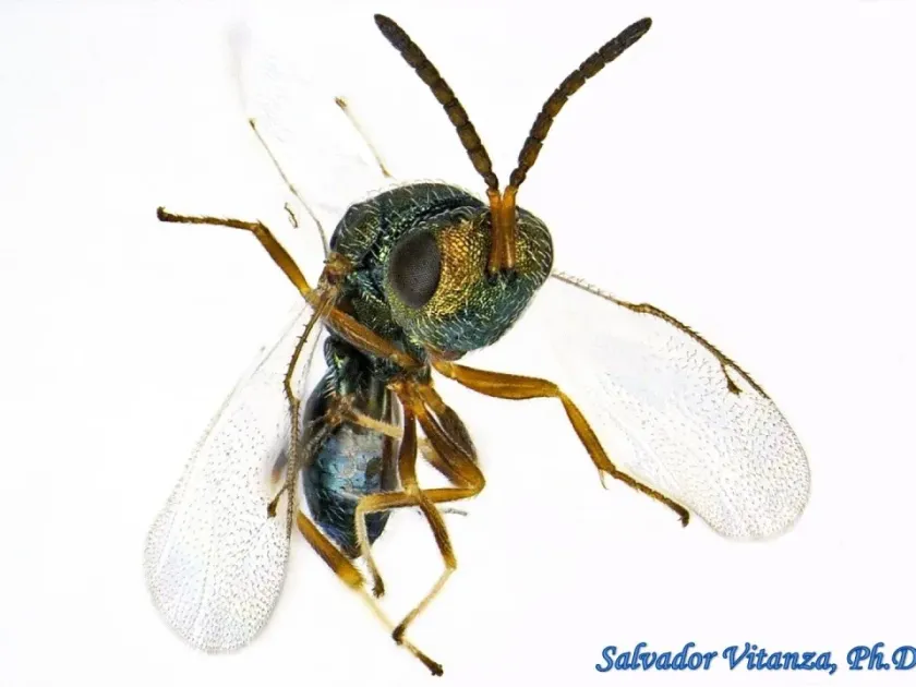 Dibrachys affinis