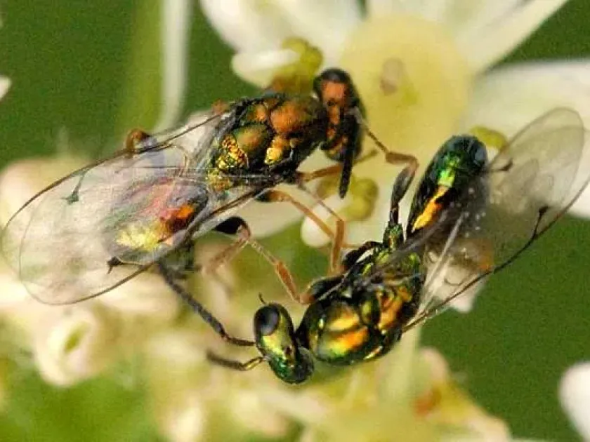 Dibrachys fuscicornis