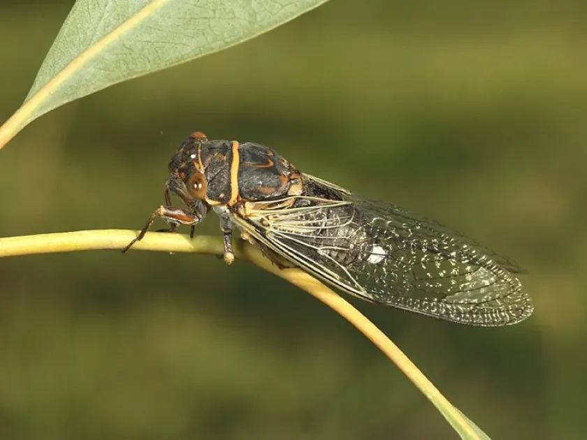 Diceroprocta