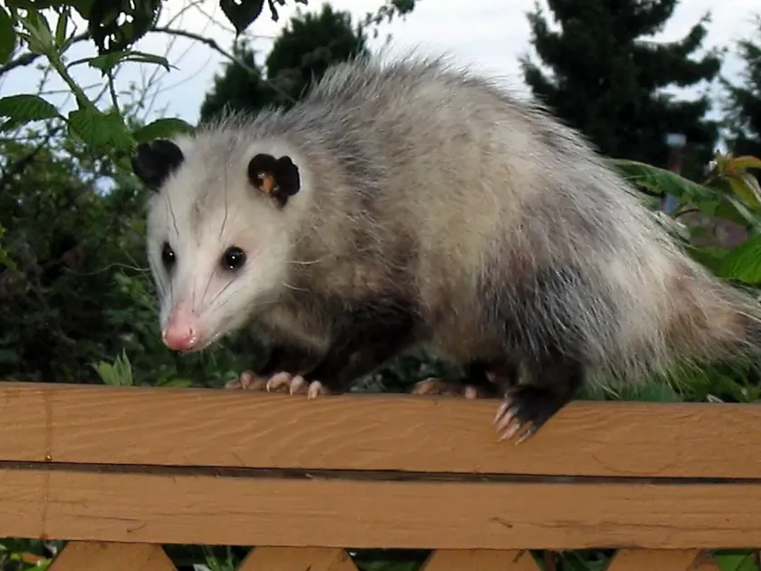 Opossum