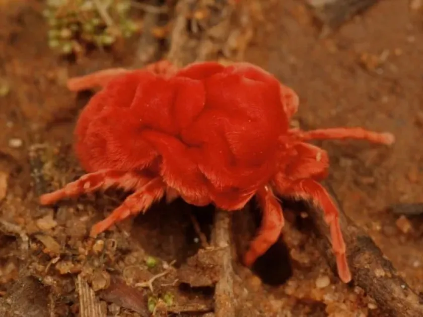 Giant velvet mite