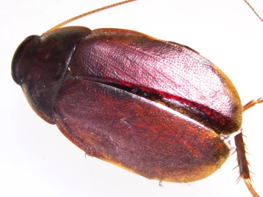 Pacific beetle cockroach