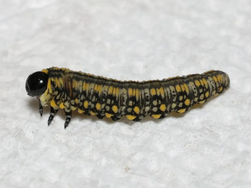 Pine sawfly