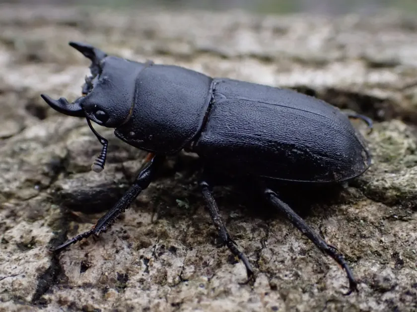 Lesser stag beetle