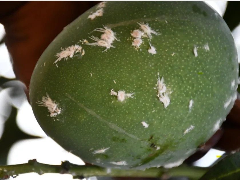 Rastrococcus mealybug